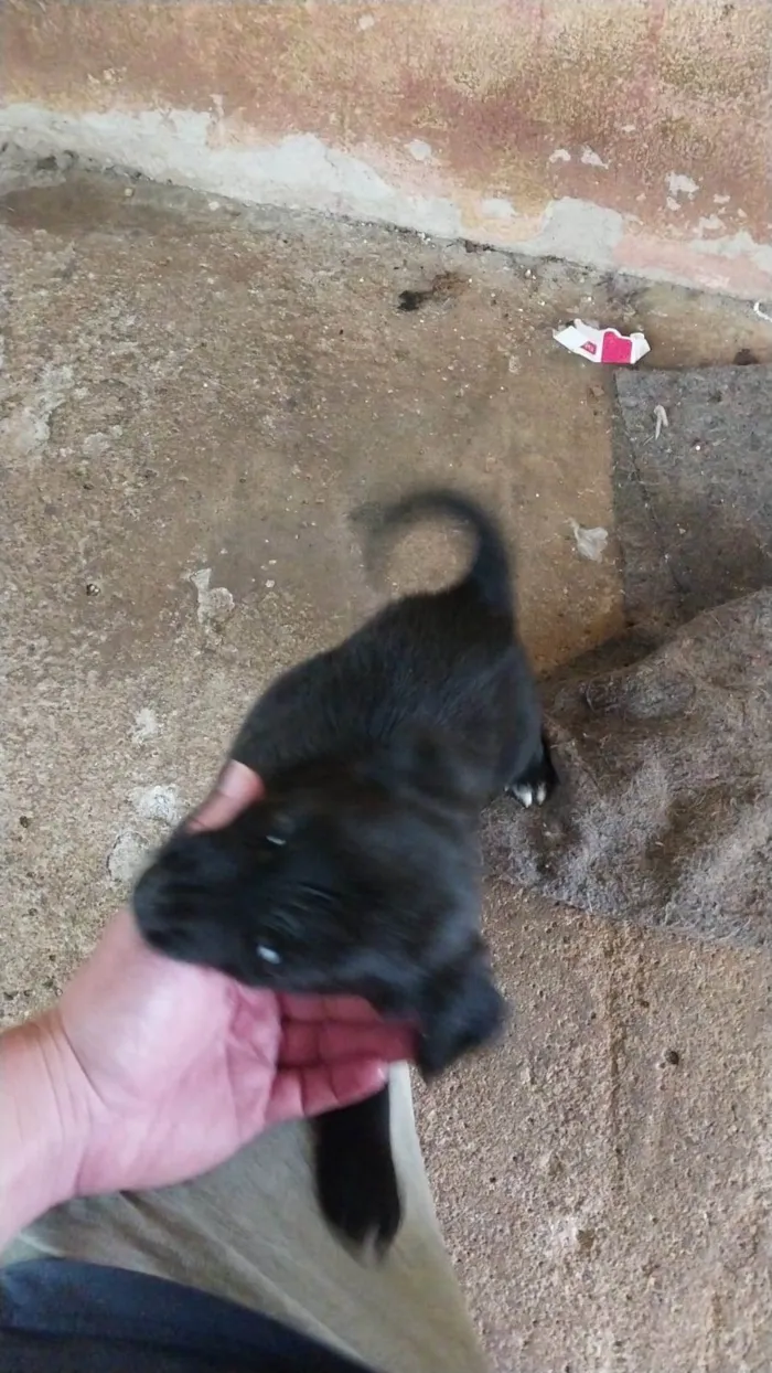 Cachorro ra a SRD-ViraLata idade 2 a 6 meses nome Noah
