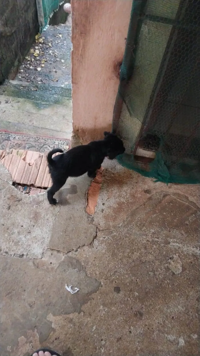 Cachorro ra a SRD-ViraLata idade 2 a 6 meses nome Noah