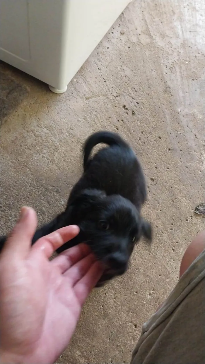 Cachorro ra a SRD-ViraLata idade 2 a 6 meses nome Noah