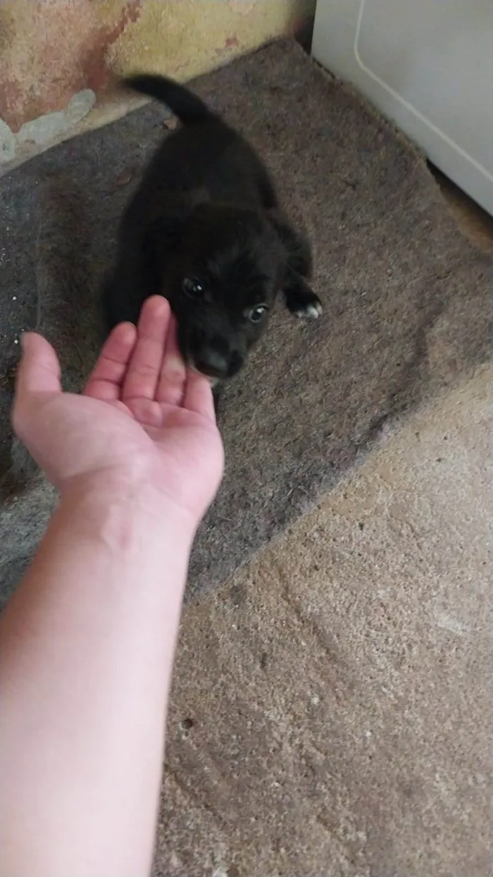 Cachorro ra a SRD-ViraLata idade 2 a 6 meses nome Noah