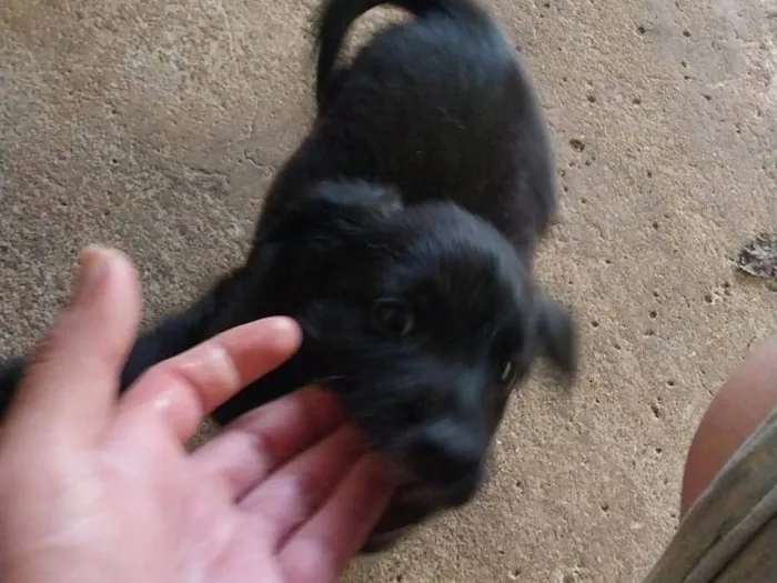 Cachorro ra a SRD-ViraLata idade 2 a 6 meses nome Noah