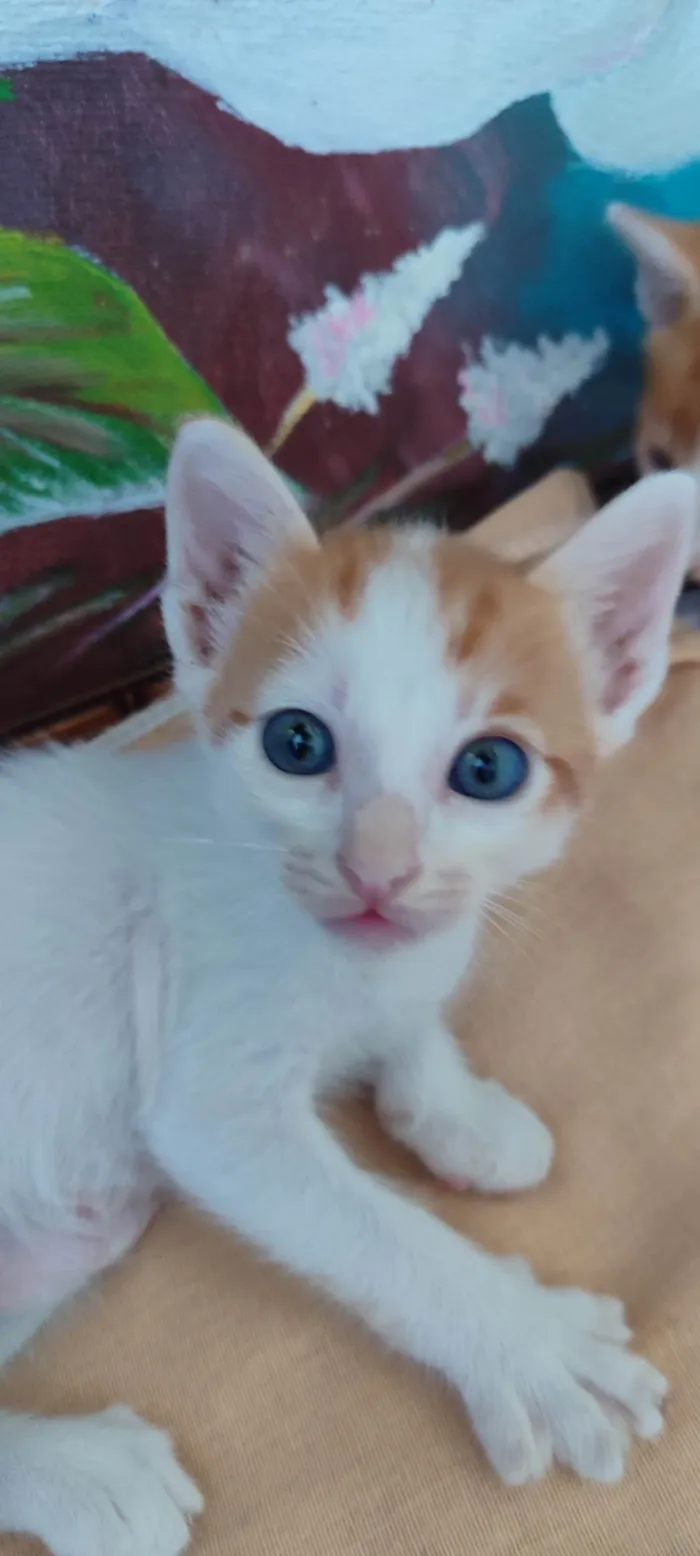 Gato ra a  idade Abaixo de 2 meses nome Não tem nome