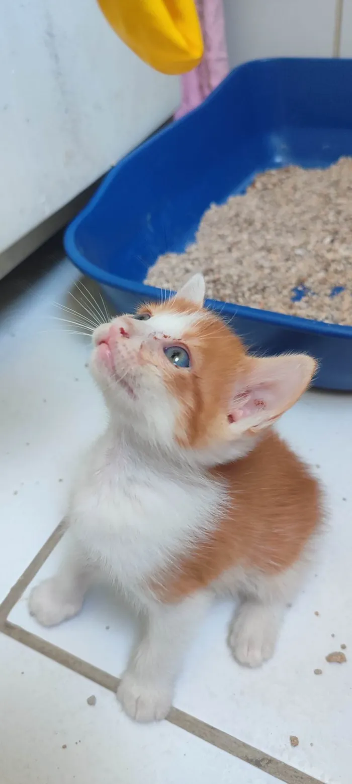 Gato ra a  idade Abaixo de 2 meses nome Não tem nome