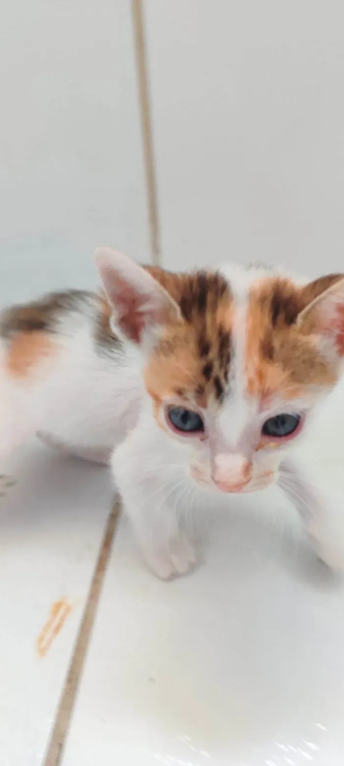 Gato ra a  idade Abaixo de 2 meses nome Não tem nome