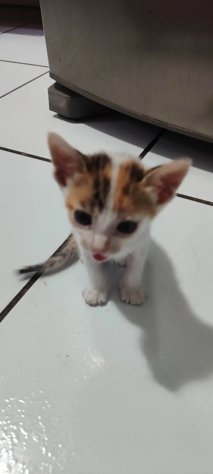 Gato ra a  idade Abaixo de 2 meses nome Não tem nome