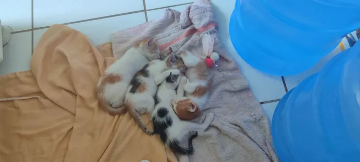 Gato ra a  idade Abaixo de 2 meses nome Não tem nome