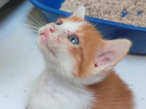 Gato raça  idade Abaixo de 2 meses nome Não tem nome