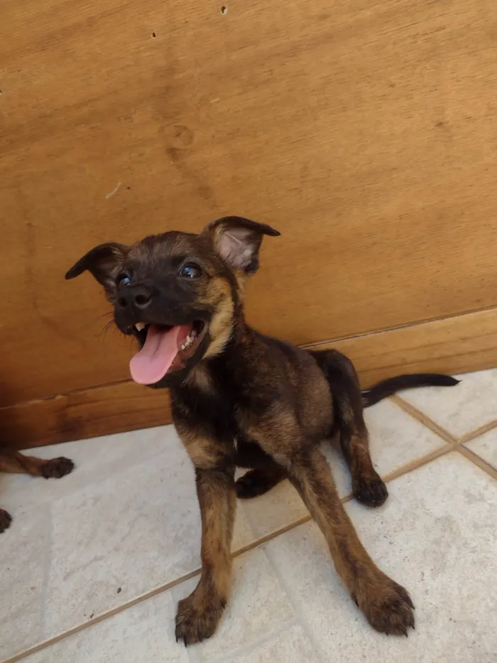 Cachorro ra a SRD-ViraLata idade Abaixo de 2 meses nome Sem nome 