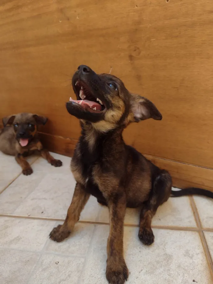 Cachorro ra a SRD-ViraLata idade Abaixo de 2 meses nome Sem nome 