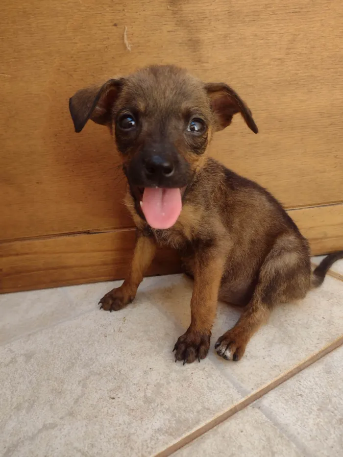 Cachorro ra a SRD-ViraLata idade Abaixo de 2 meses nome Sem nome 