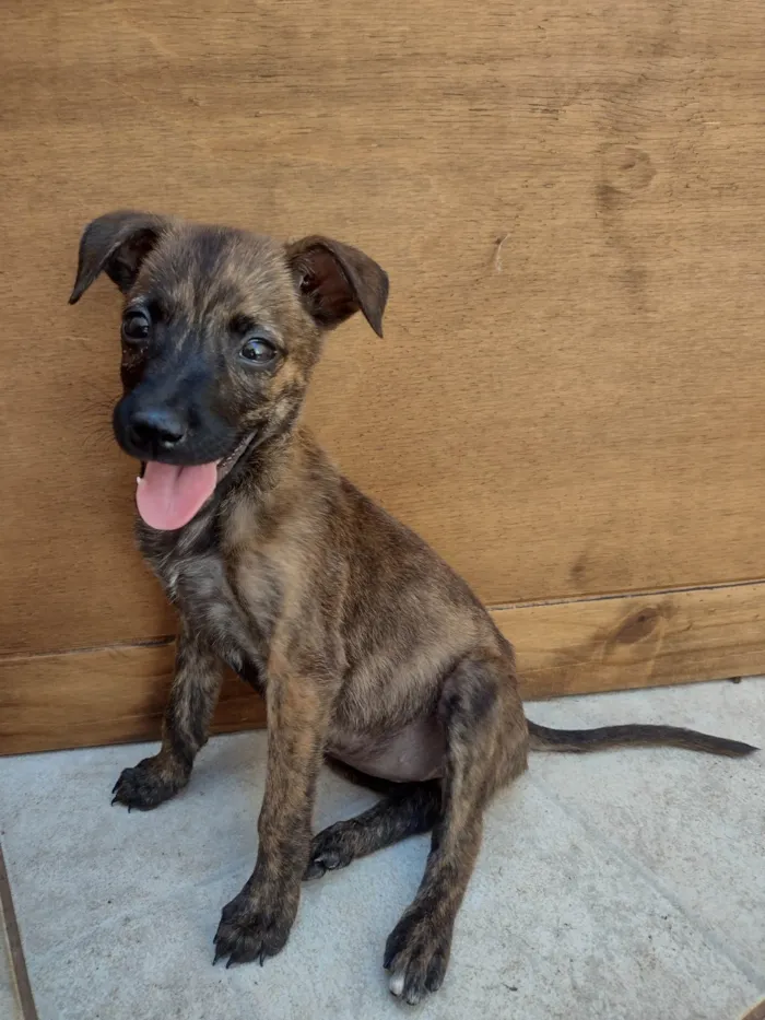 Cachorro ra a SRD-ViraLata idade Abaixo de 2 meses nome Sem nome 