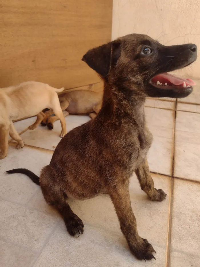 Cachorro ra a SRD-ViraLata idade Abaixo de 2 meses nome Sem nome 