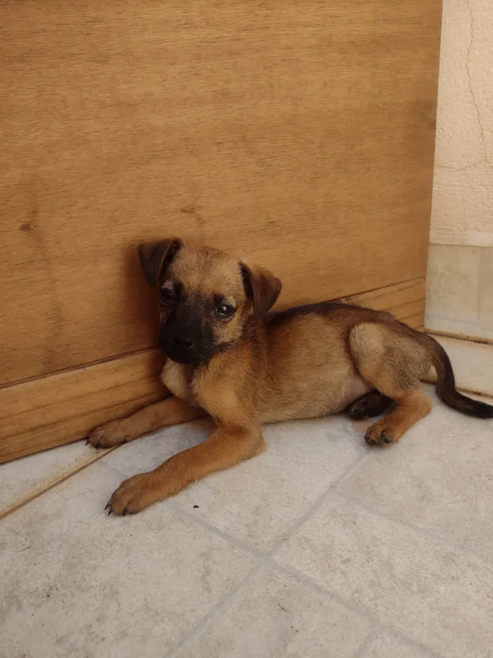 Cachorro ra a SRD-ViraLata idade Abaixo de 2 meses nome Sem nome 