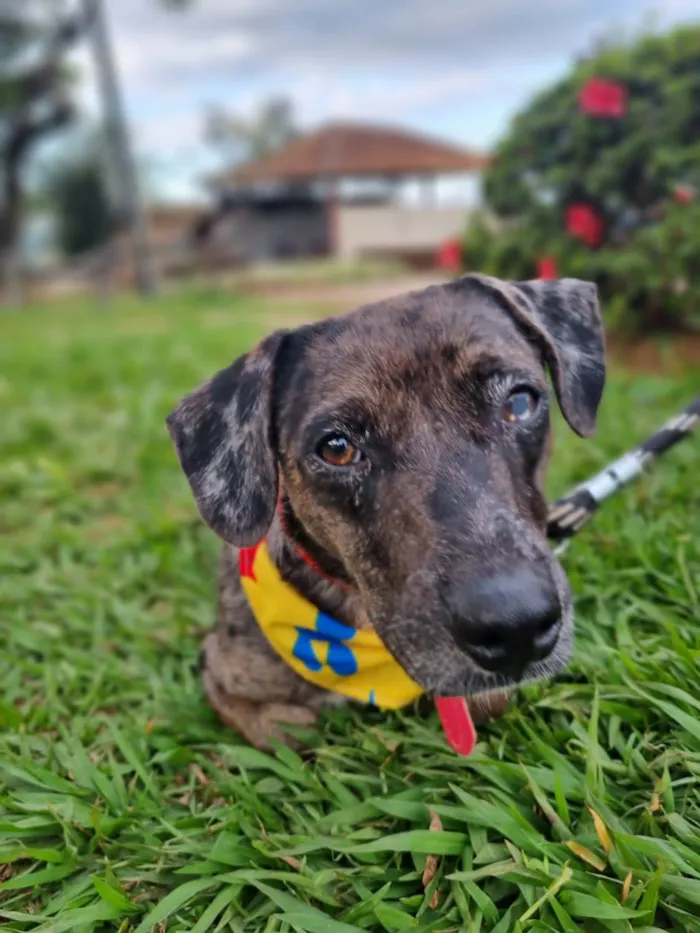 Cachorro ra a SRD-ViraLata idade 2 anos nome Montanha