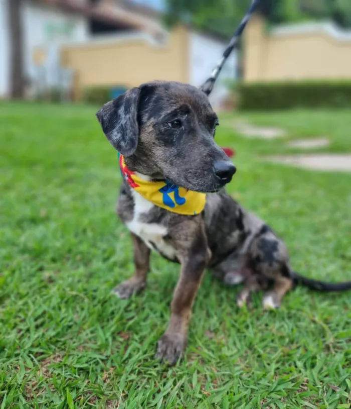 Cachorro ra a SRD-ViraLata idade 2 anos nome Montanha