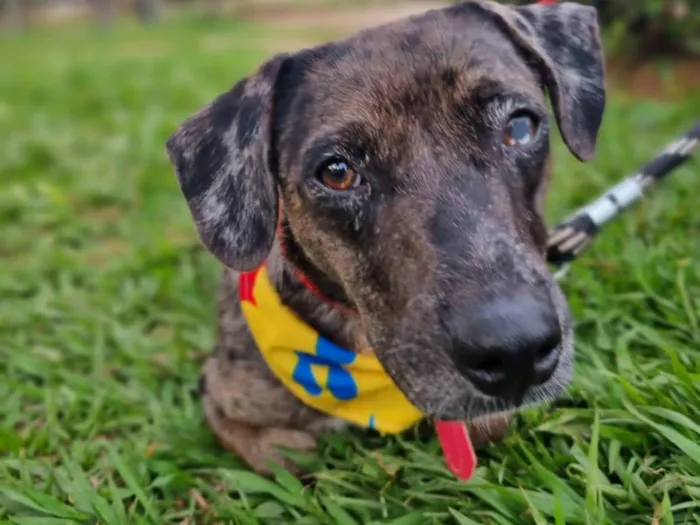 Cachorro ra a SRD-ViraLata idade 2 anos nome Montanha