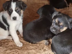 Cachorro raça Mestiço  idade 2 a 6 meses nome Sem nome