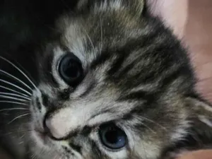 Gato raça Indefinido idade Abaixo de 2 meses nome Sunny
