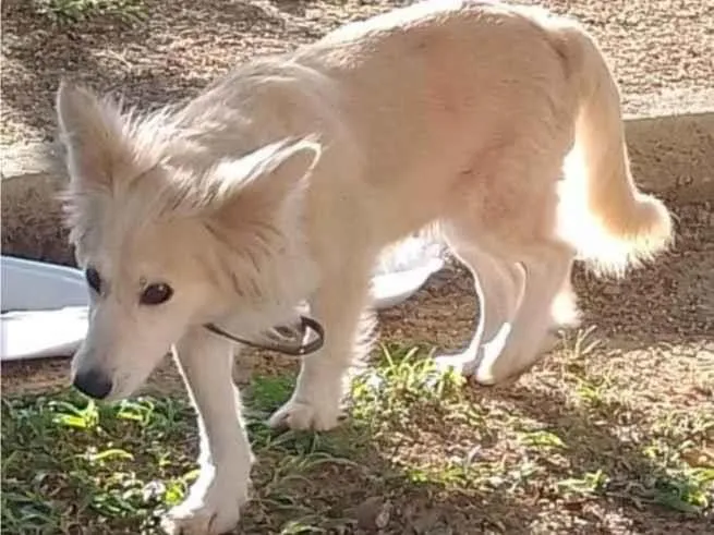 Cachorro ra a SRD-ViraLata idade 2 anos nome Raposinha
