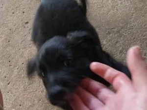 Cachorro raça SRD-ViraLata idade 2 a 6 meses nome Noah