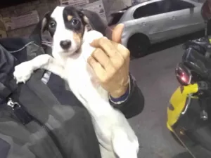 Cachorro raça SRD-ViraLata idade 2 a 6 meses nome Baby