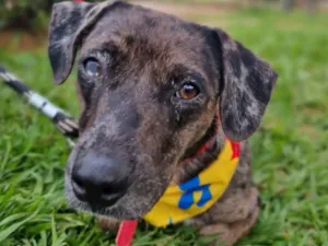 Cachorro raça SRD-ViraLata idade 2 anos nome Montanha