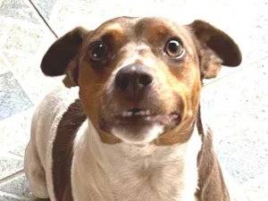 Cachorro raça Fox Paulistinha (puro) idade 3 anos nome Marley
