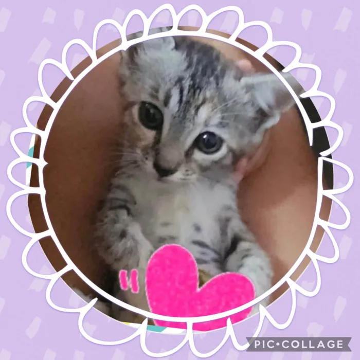 Gato ra a SRD-ViraLata idade Abaixo de 2 meses nome Lulu