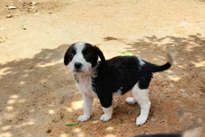 Cachorro ra a SRD-ViraLata idade 2 a 6 meses nome Carly