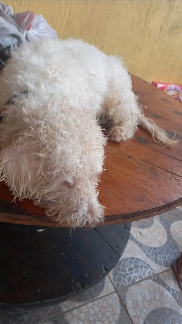 Cachorro ra a Poodle idade 2 anos nome Billy 