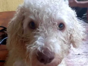 Cachorro raça Poodle idade 2 anos nome Billy 