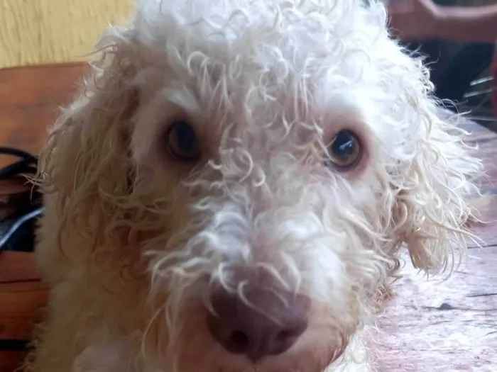 Cachorro ra a Poodle idade 2 anos nome Billy 