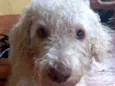 Billy