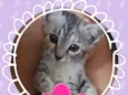 Lulu