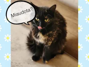 Gato raça SRD-ViraLata mestiço com persa idade 1 ano nome MEL 
