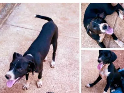 Cachorro raça SRD-ViraLata idade 2 a 6 meses nome palloma 