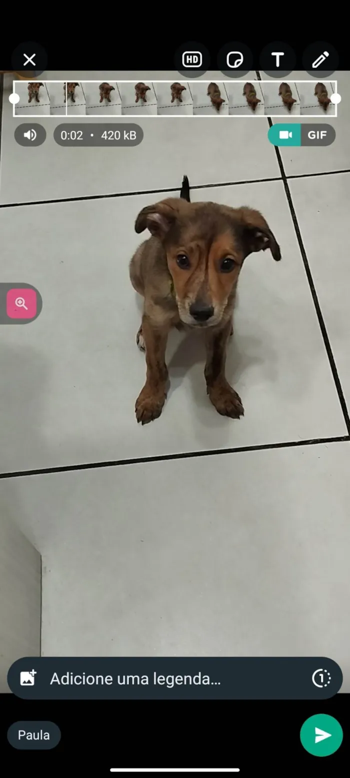 Cachorro ra a Srd-Vira Lata idade 2 a 6 meses nome Nami