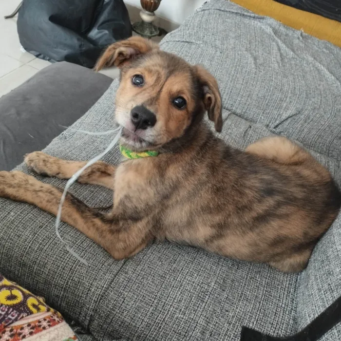Cachorro ra a Srd-Vira Lata idade 2 a 6 meses nome Nami