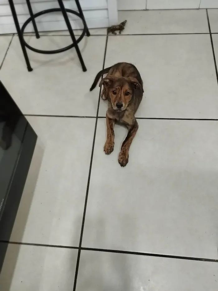 Cachorro ra a Srd-Vira Lata idade 2 a 6 meses nome Nami