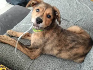 Cachorro raça Srd-Vira Lata idade 2 a 6 meses nome Nami