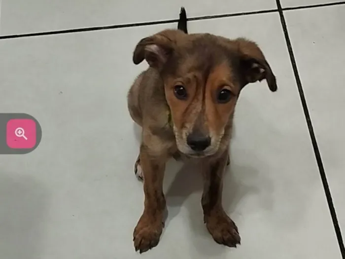 Cachorro ra a Srd-Vira Lata idade 2 a 6 meses nome Nami