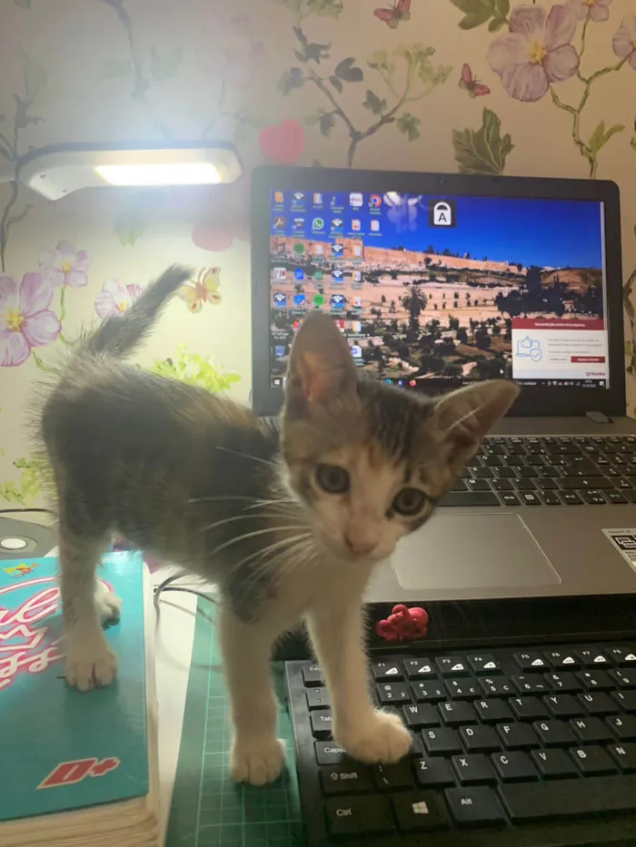 Gato ra a SRD-ViraLata  idade Abaixo de 2 meses nome Marie