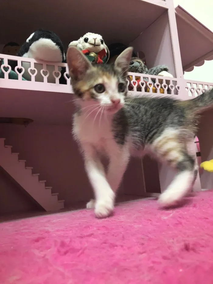 Gato ra a SRD-ViraLata  idade Abaixo de 2 meses nome Marie