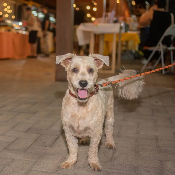 Cachorro ra a SRD-ViraLata idade 3 anos nome Tomy