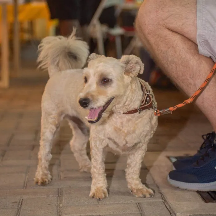 Cachorro ra a SRD-ViraLata idade 3 anos nome Tomy