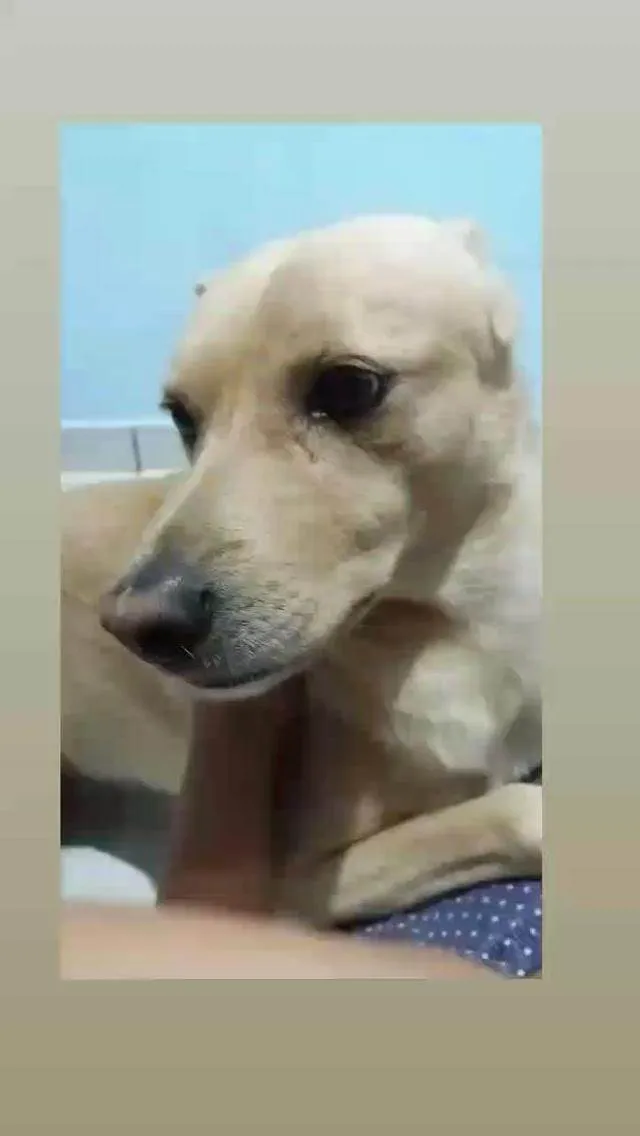 Cachorro ra a Sem raça Definida  idade 6 ou mais anos nome Marley