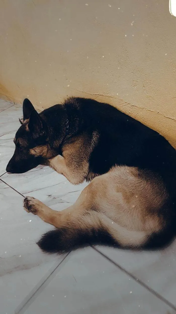Cachorro ra a Pastor Alemão  idade 3 anos nome Henoc