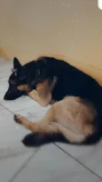 Henoc