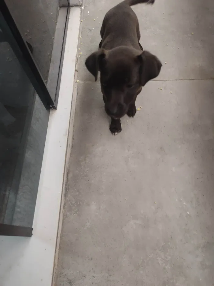 Cachorro ra a SRD-ViraLata idade 2 a 6 meses nome Inox 