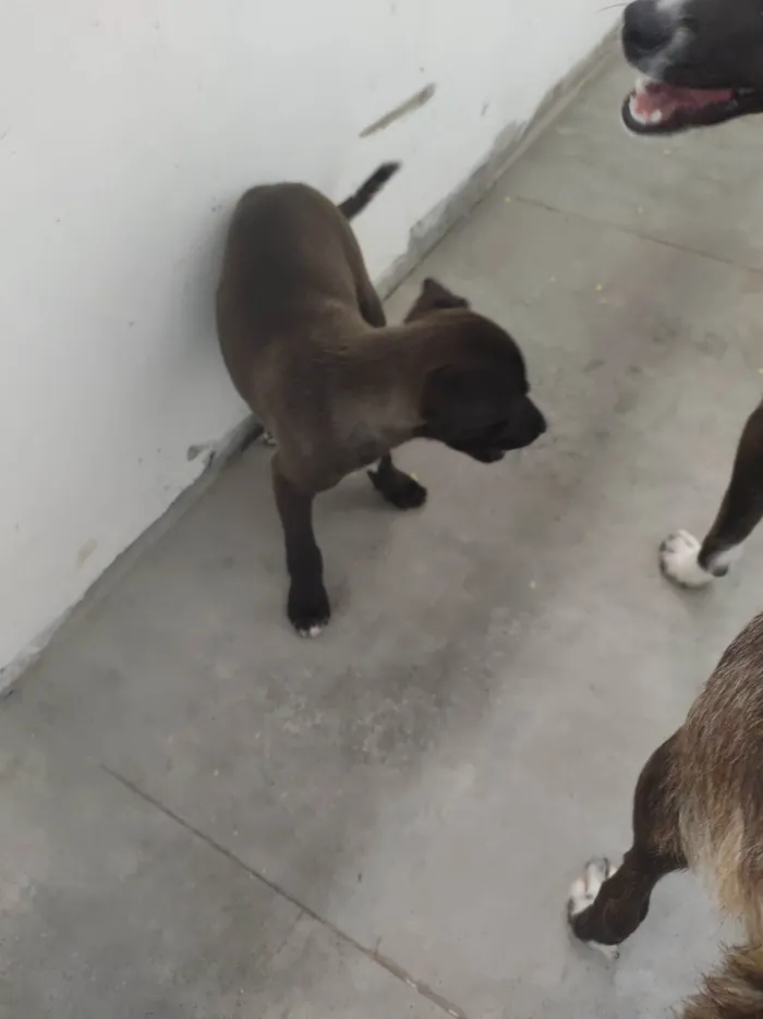 Cachorro ra a SRD-ViraLata idade 2 a 6 meses nome Inox 